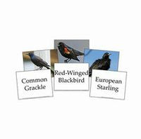 Birds Flash Cards