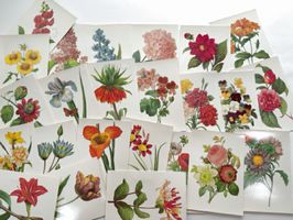 Redoute's Flower Flash Cards Paintings
